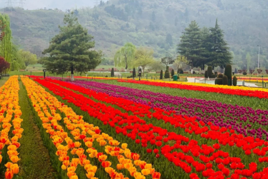 Kashmir tulip festival 2025