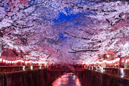 Best of Japan – Cherry Blossom Special Tour ( 29th March , ’25 – 05th April , ’25 )