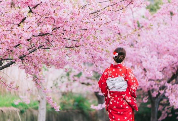 Best of Japan Cherry Blossom & Edo Culture By Sailani Tours N Travels Ltd.